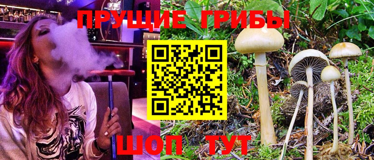 Псилоцибиновые грибы Cubensis Кропоткин
